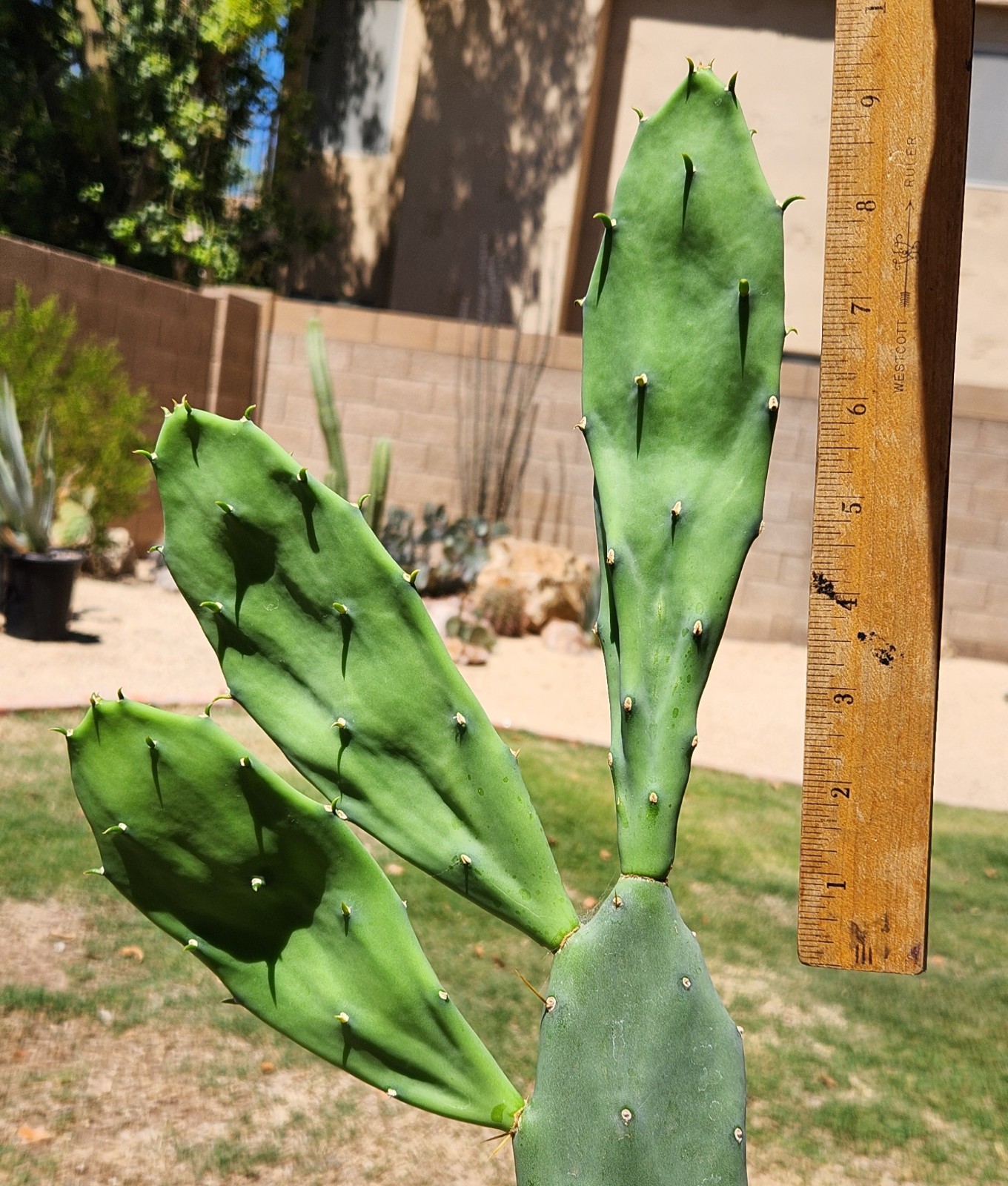 Opuntia Dillenii Beach Prickly Pear Cactus Sand Key Beach FL Pad Cutting (1)