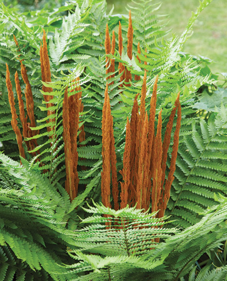 Set 5 Cinnamon Fern Rhizomes – Osmundastrum – Hardy Native Fern – Zones 3–9