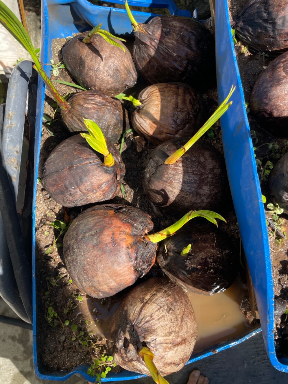 4 Dwarf Organic Coconut seed sprouted from Puerto Rico