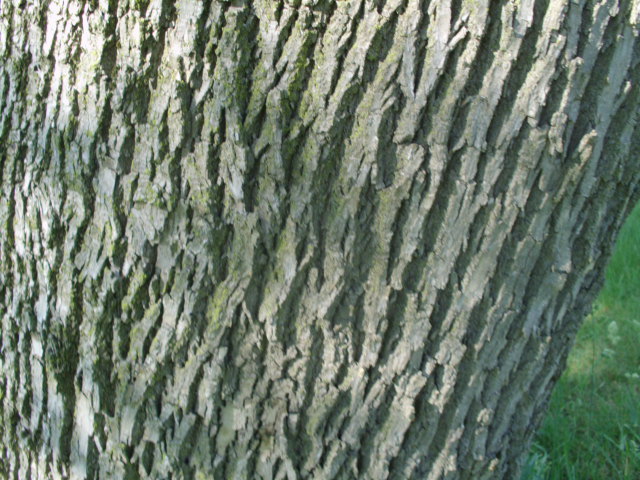 20 WHITE ASH SEEDS – Fraxinus americana