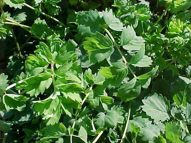 BULK Seeds Great Burnet Sanguisorba Edible Wildflower Red Blooms Herb Cucumber