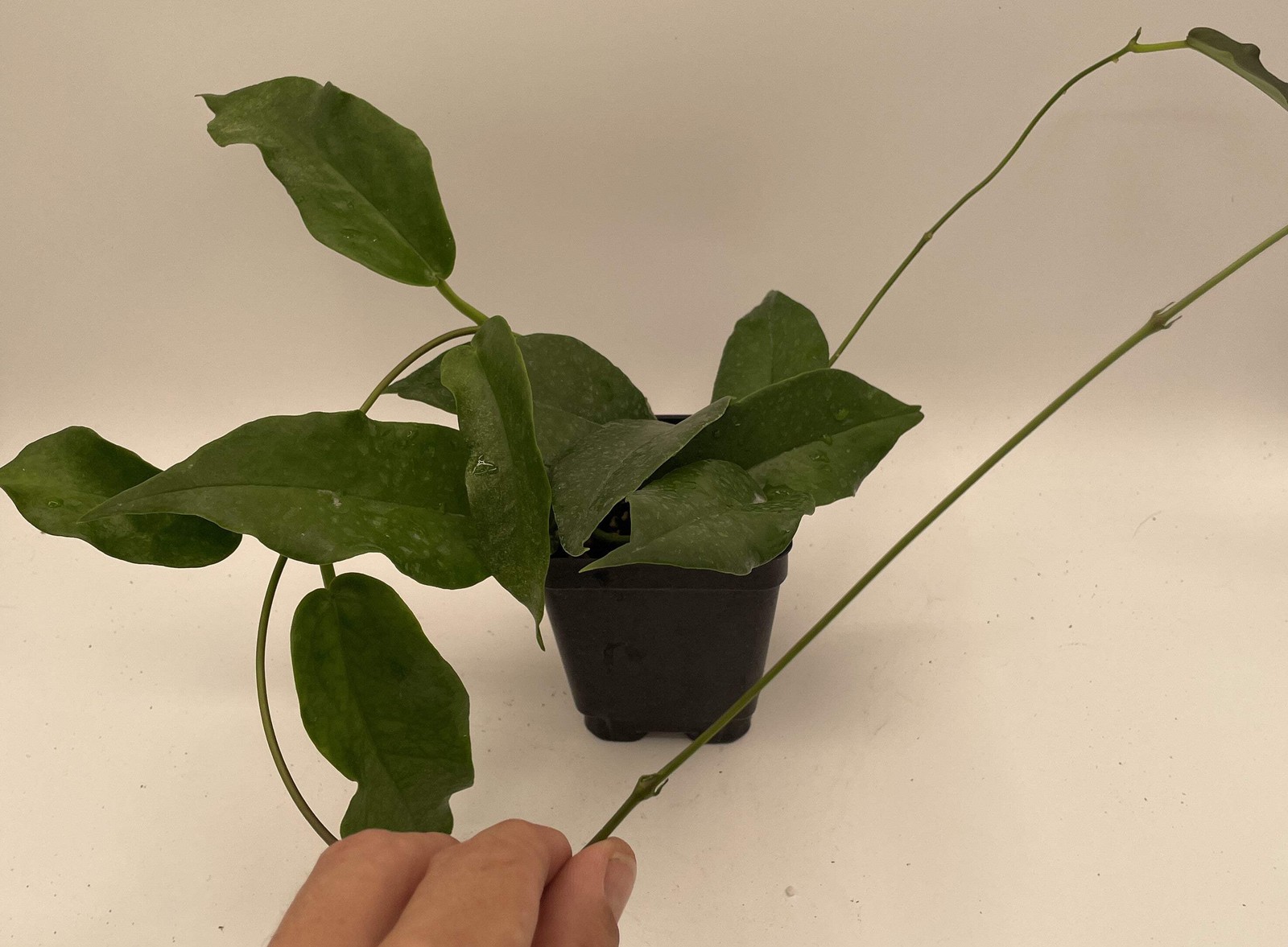 Hoya Kaimuki RARE! – Rooted In 3.5″ pot – Multiple Nodes!