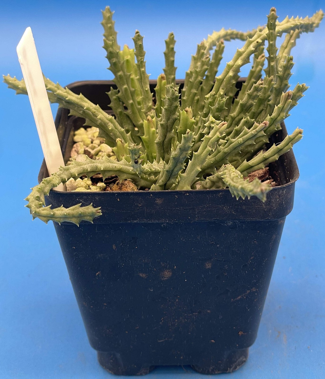 Orbea Pulchella – Rooted in 3.5″ Pot – Rare – Carrion Flower