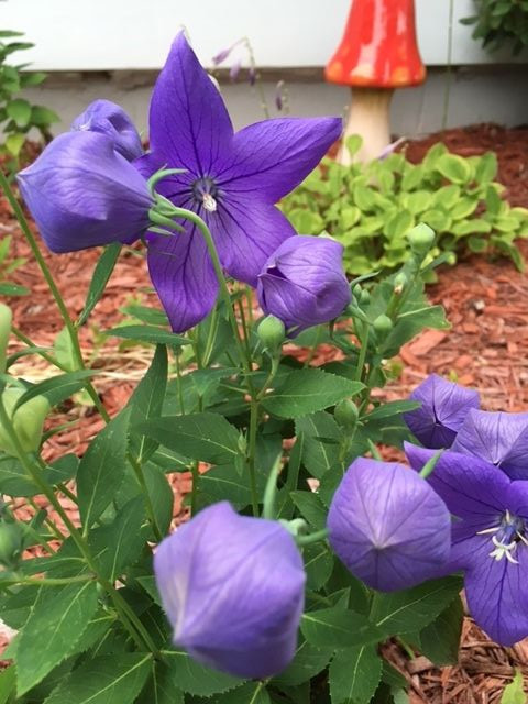 PURPLE BALLOON FLOWER SEEDS packed 50
