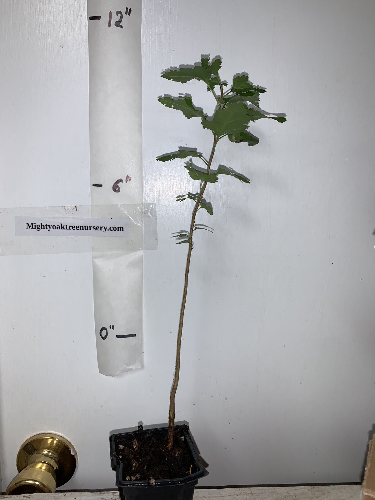 1 year old Washington hawthorn (Crataegus phaenopyrum) plant