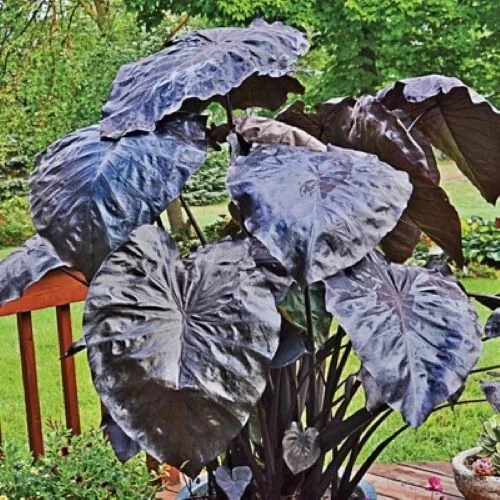 Black Coral – Colocasia esculenta- Elephant Ear – SMALL ROOTED STARTER Plant