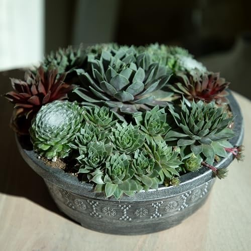Altman Plants Non-Toxic Live Sempervivum Succulent Plant Gift In 8 Decorative