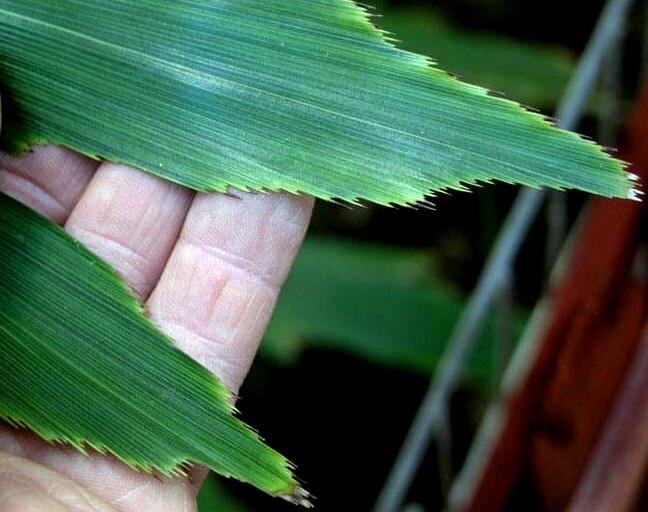 FISHTAIL PALM TREE SEEDS (Wallichia disticha) Distichous RARE Exotic Tropical