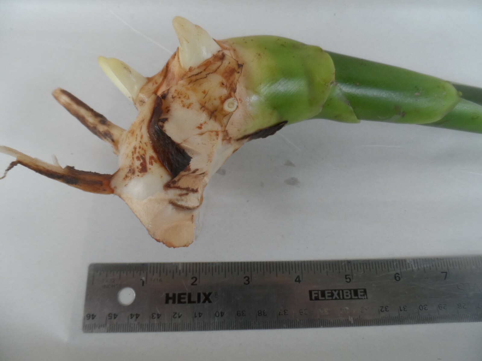 1x White Torch Ginger rhizome, Etlingera elatio. Free shipping w/ Free offer!