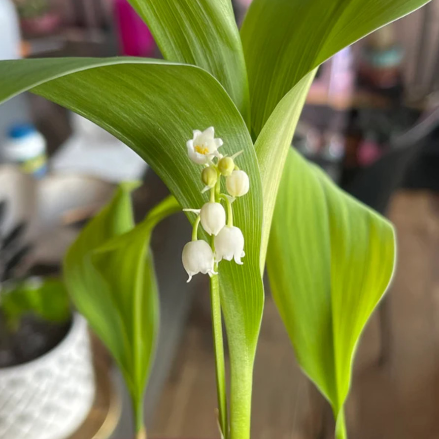 Lily of the Valley – 5 Fresh Roots – Ready for Planting – No Shipping AK, HI, PR
