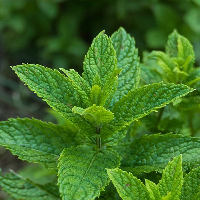Peppermint, NON-GMO, Aromatic Perennial, Variety Packet Sizes, FREE SHIPPING