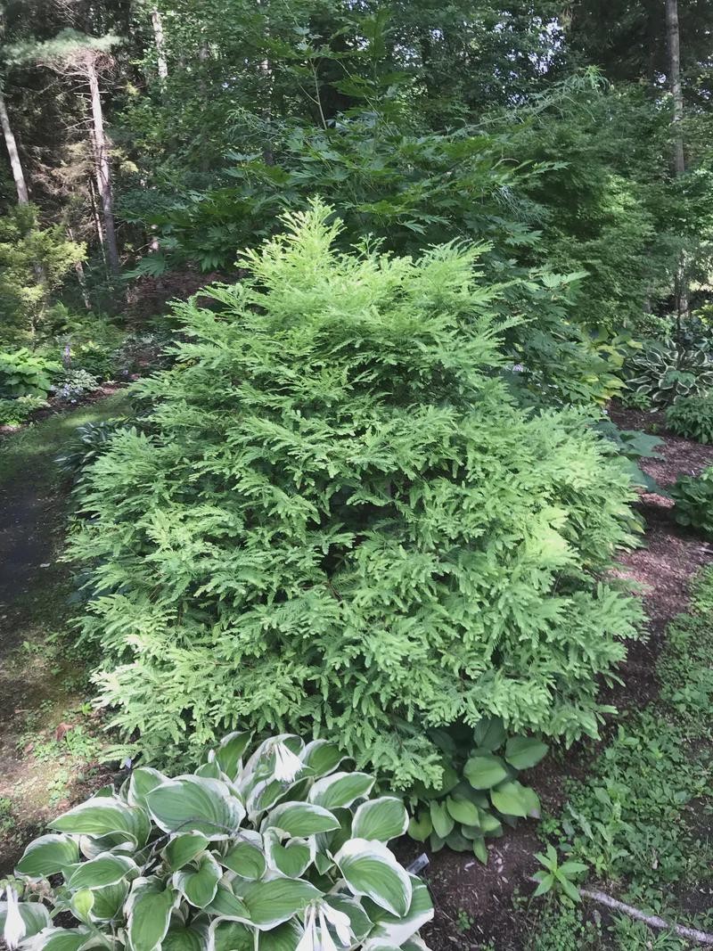 Variegated Dawn Redwood ‘Northlight’– Rare Dwarf Tree- #1 Container