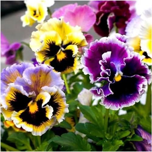 Rococo Pansy Seeds For Planting (Viola germania)