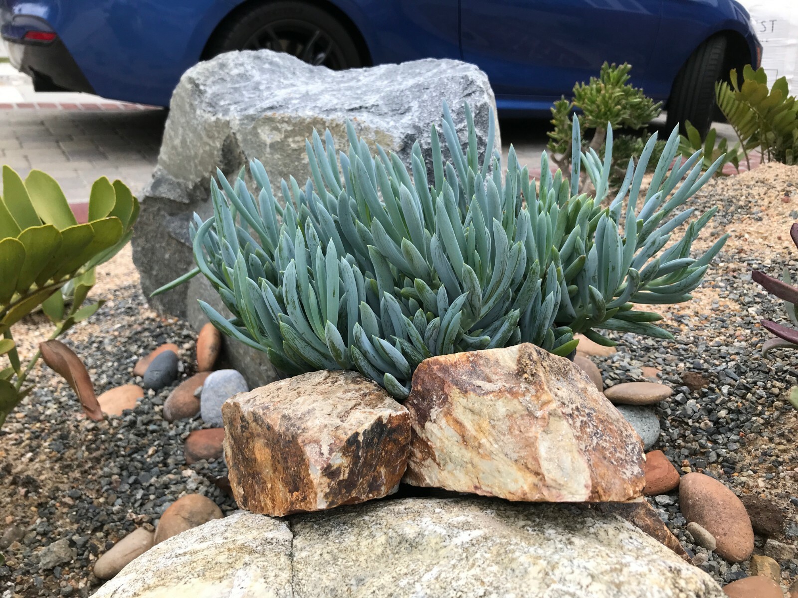 3X Senecio Mandraliscae Blue Chalk Sticks Live Succulent Plant Cuttings 5″ Long