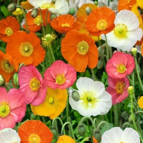 Bulk 10,000+ Heirloom Perennial Icelandic Poppy Seeds Mixed Colors, Organic