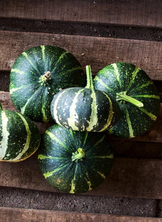 Flat Striped Ornamental Gourd Seeds – For 2025 Planting Miniature Autumn