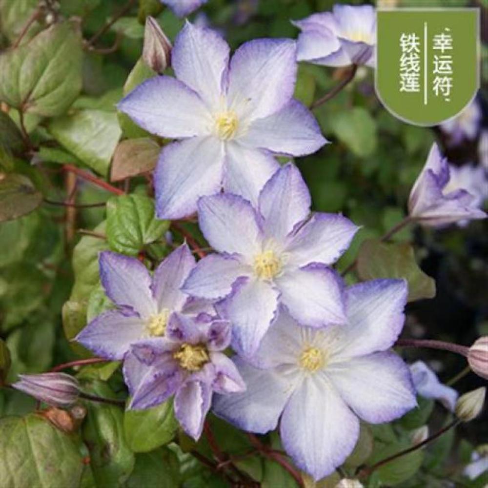 (10) CLEMATIS SEEDS rare exotic climber flower vine garden USA SELLER W/TRACK