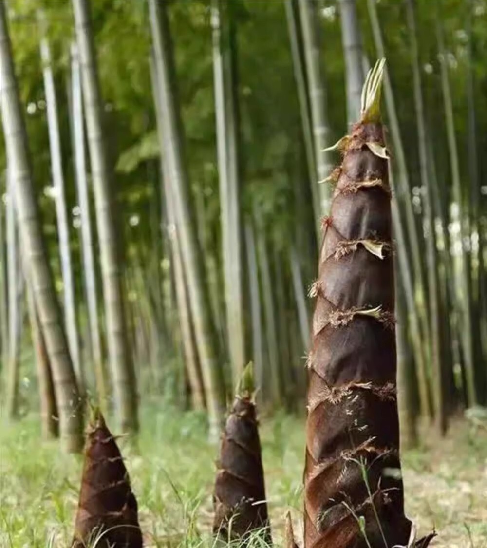 50+Giant Moso Bamboo Seeds Perennial evergreen Grows Edible Bamboo shoots USA