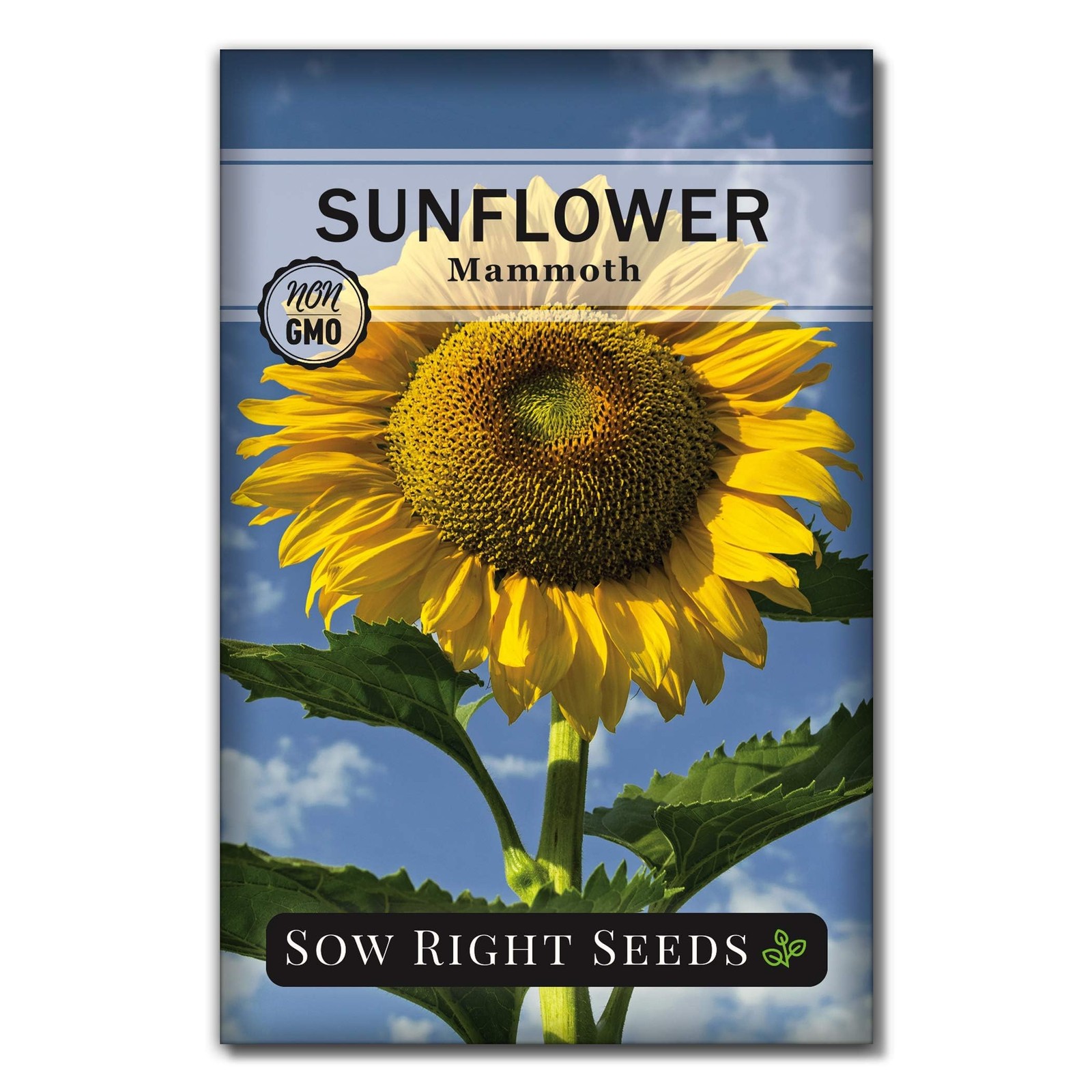 Sow Right Seeds – Mammoth Sunflower for Planting – Non-GMO Grey