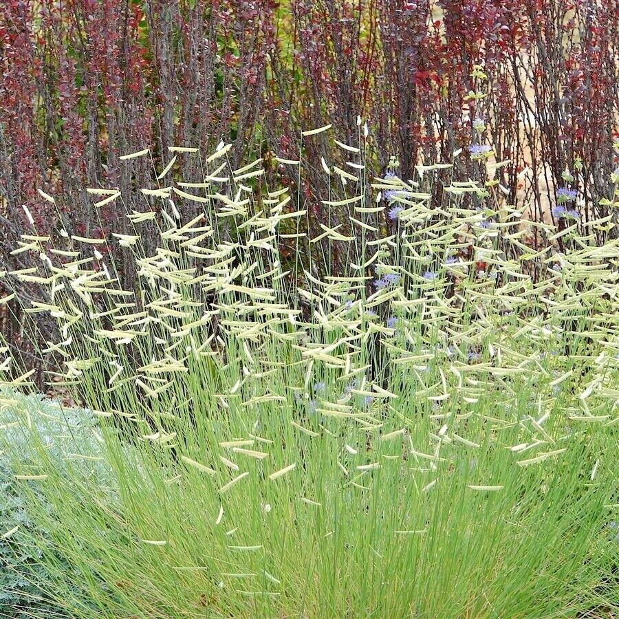 1000+BLUE GRAMA Seeds Native Prairie Grass Drought Poor Soils Low Maintenace