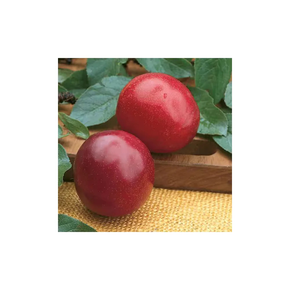 Online Orchards Dwarf Santa Rosa Plum Tree Bare Root Fruit Tree FTPL003