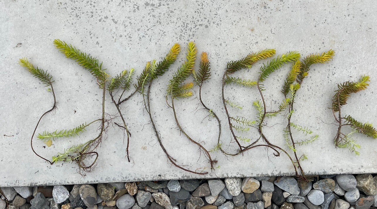 10 Sedum Angelina Stonecrop Ground Cover Plants Long Live Cuttings