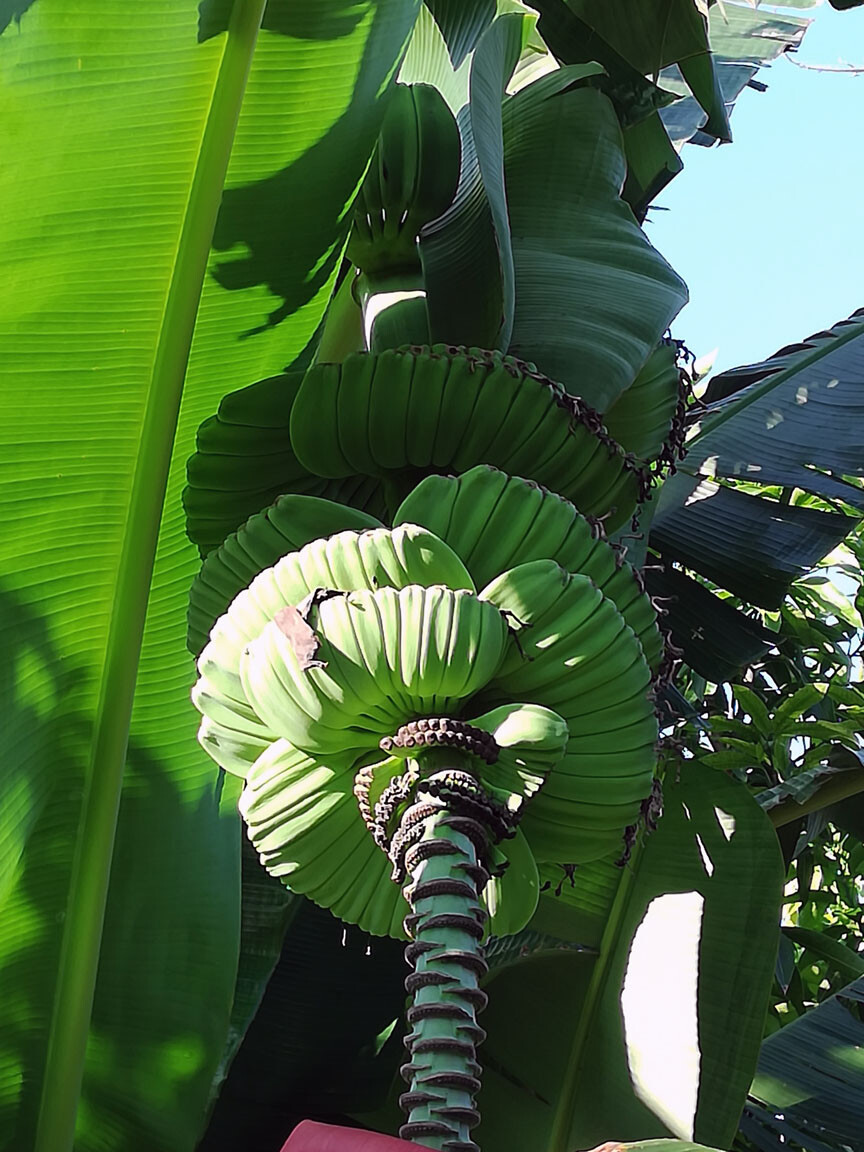 Praying Buddha Hands Banana Live Tree Musa Plant Pup Baby Bananas Hand Plants