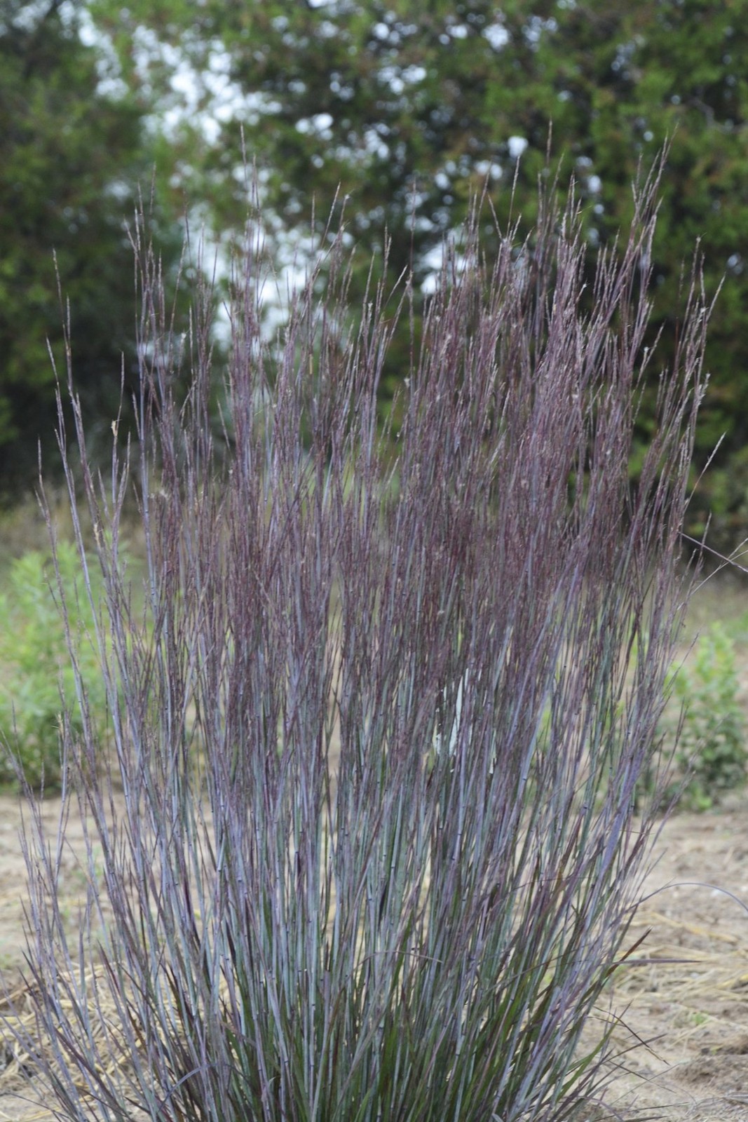 Live Plant From Green Promise Farms – Proven Winners Schizachyrium Scop.