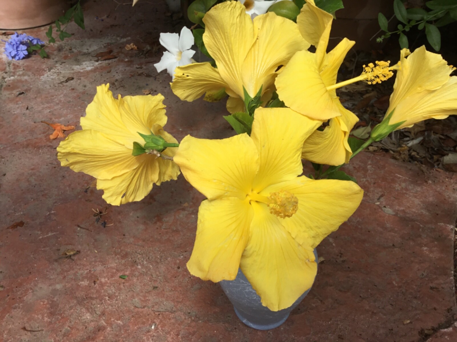 Hibiscus cuttings for rooting “Primrose Beauty” 10 cuts to grow outside/indoors