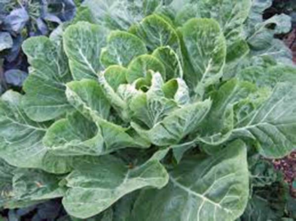 COLLARD GREENS SEED, MORRIS, HEIRLOOM, NON GMO, 50+ SEEDS COLLARD GREEN