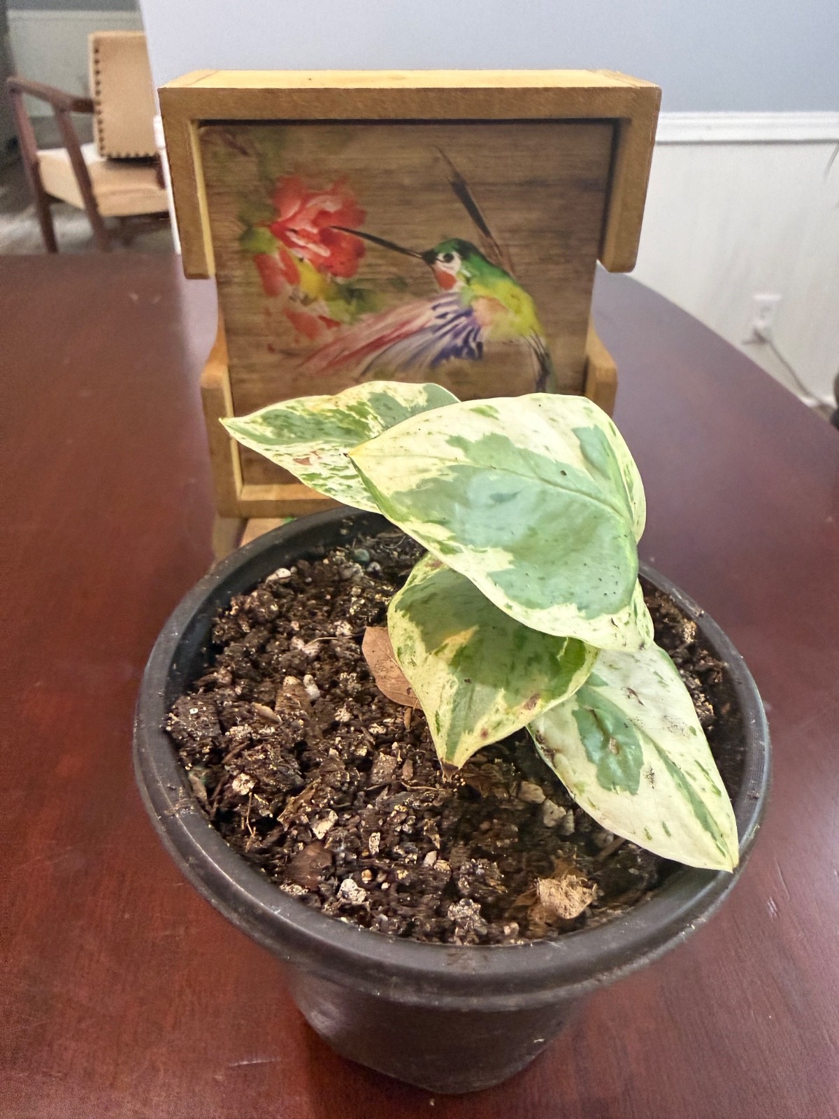 Golden Pothos Vine Cutting – Variegated Fenestrated