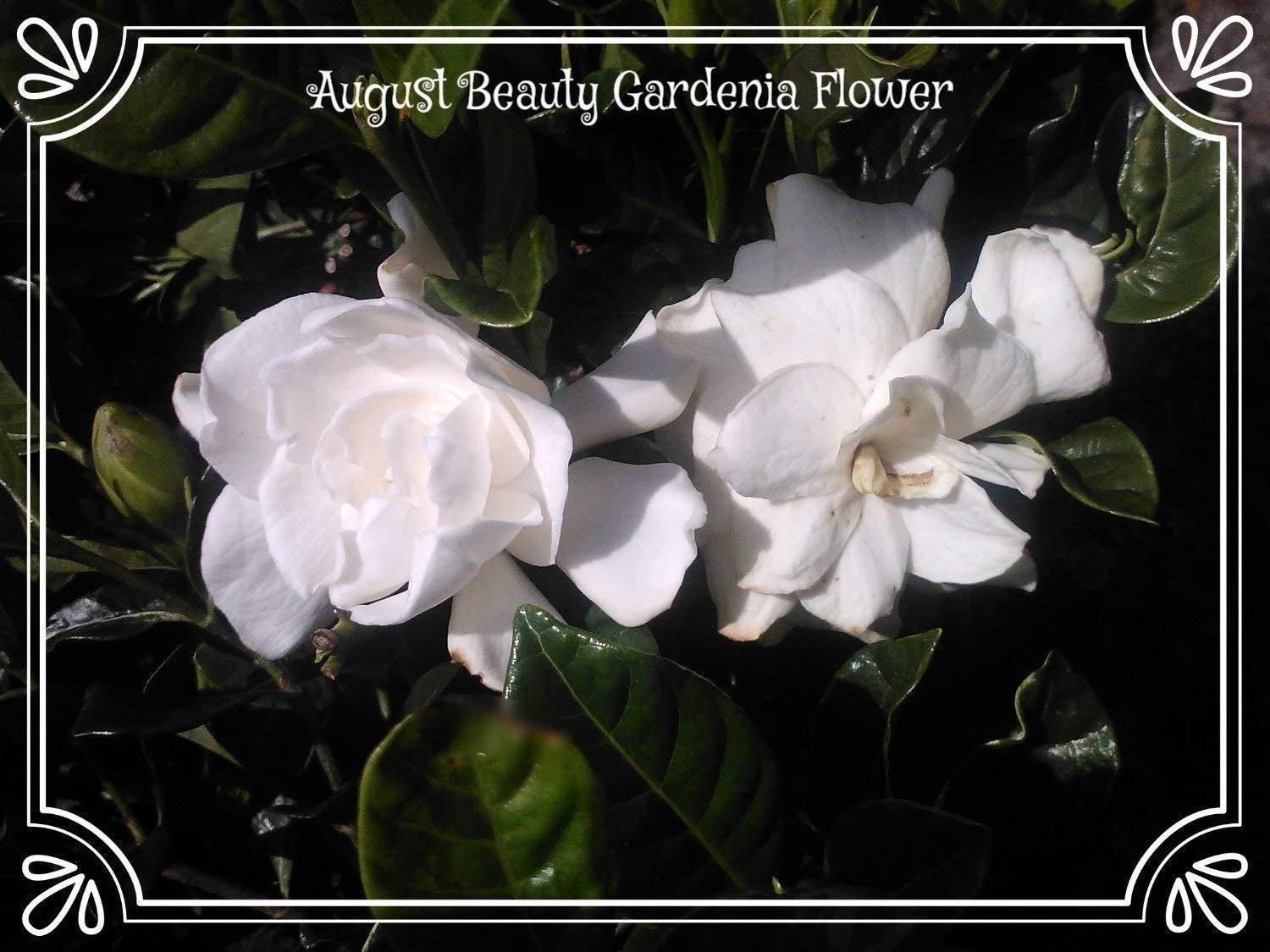 Gardenia August Beauty Starter Plant