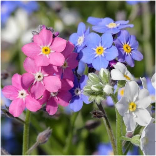 Mixed Forget-Me-Not Seeds For Planting (Myosotis alpestris)