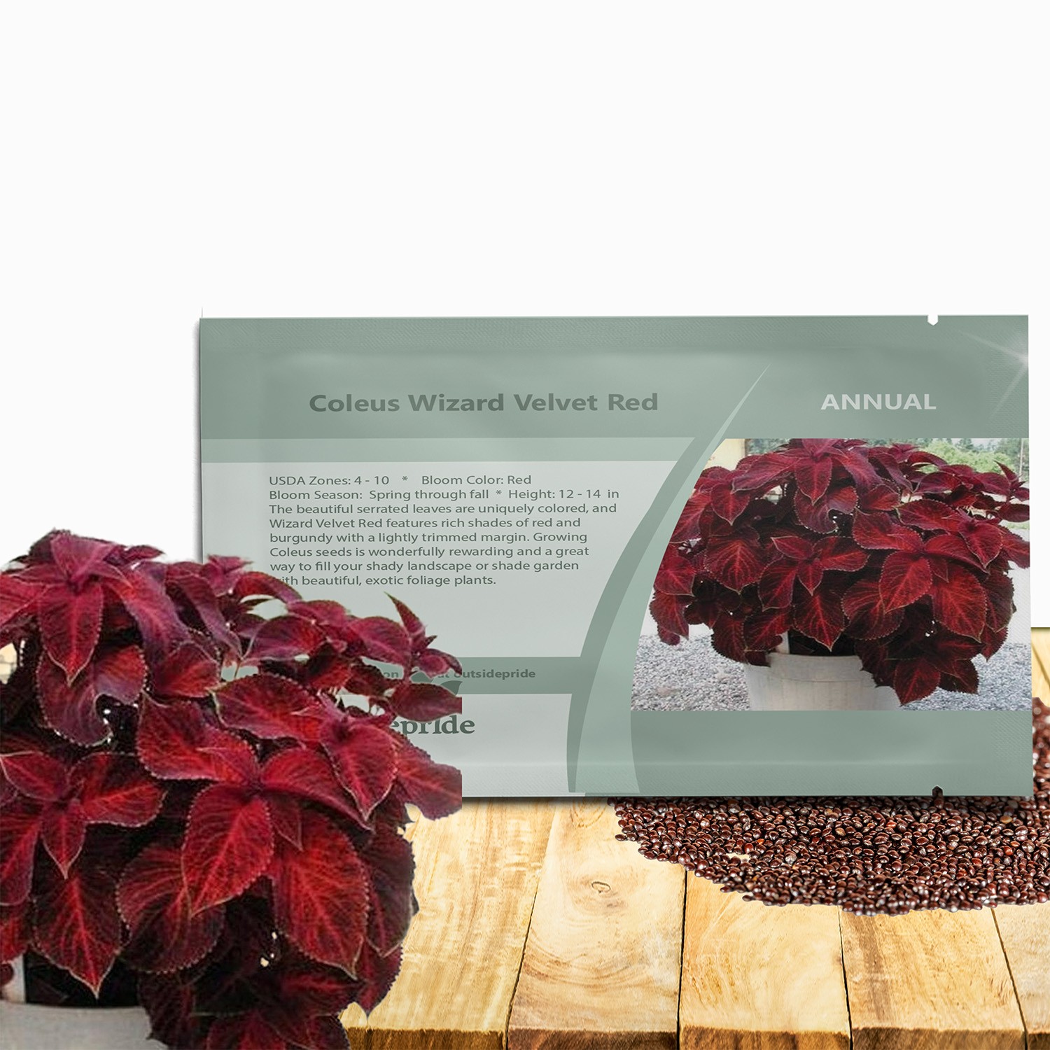 100 Seeds Wizard Red Velvet Coleus Seeds For Planting – Shade Garden Plants