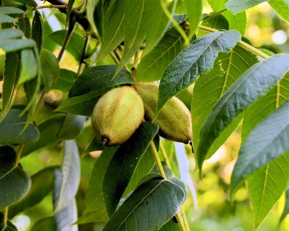 5 White Walnut Tree 12-24″ Juglans cinerea Bare Root