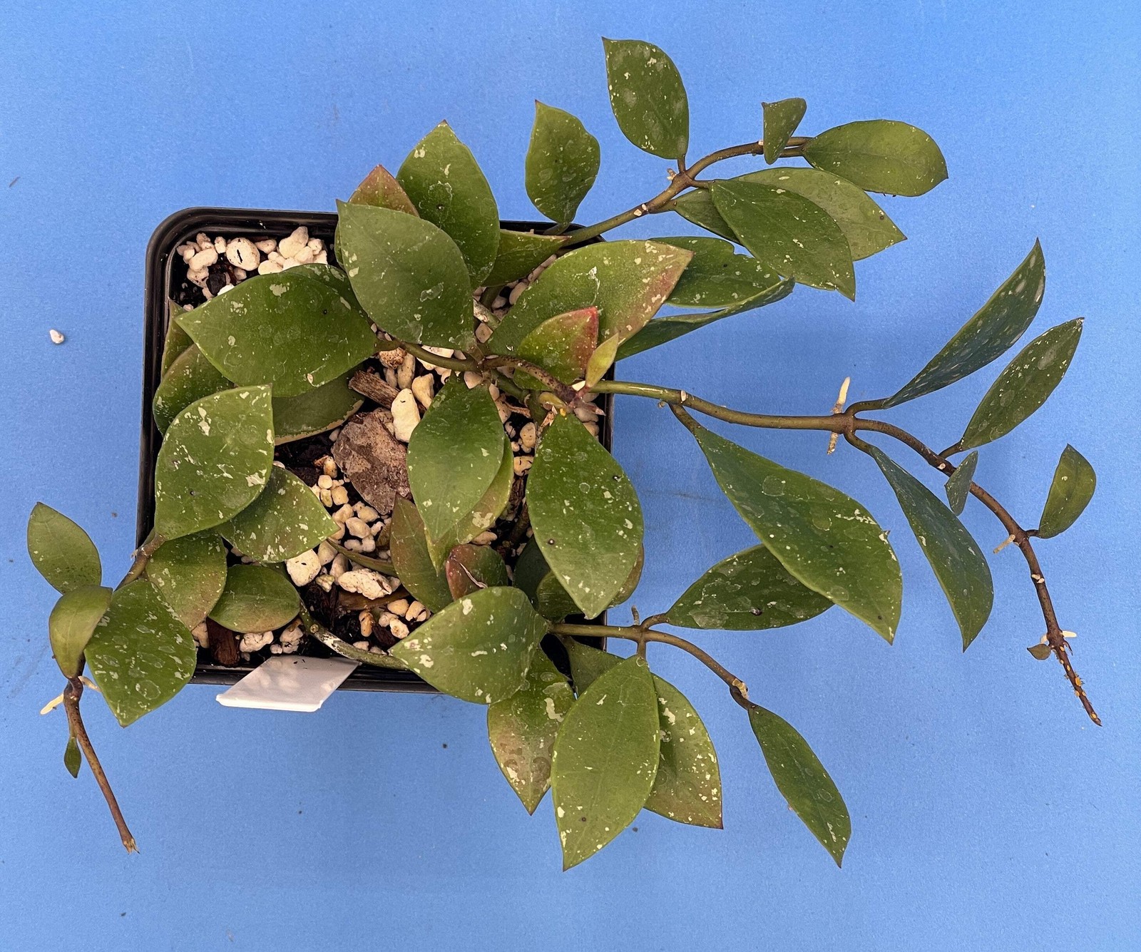 Hoya Sipitangensis – Rooted In 3.5″ pot – Multiple Nodes!