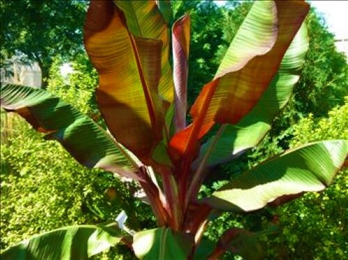 **RED ABYSSINIAN**Ensete Maurelii**AKA False Red Tropical Musa Banana Tree**USA*