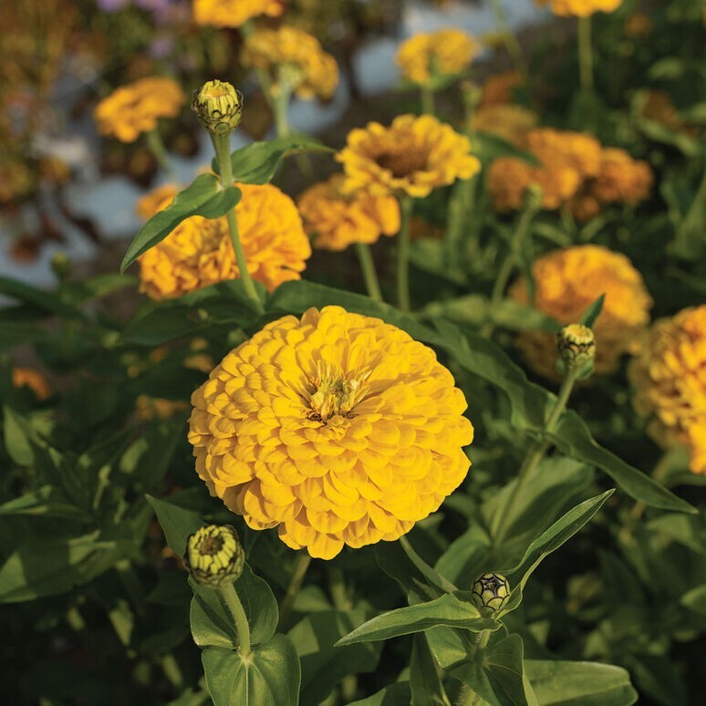Zinnia Variety: Giant Orange, Giant Golden Yellow, Giant Deep Red, Giant White