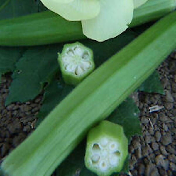100+ CLEMSON SPINELESS 80 OKRA SEEDS HEIRLOOM VEGETABLE GARDENING |Đậu Bắp 2024