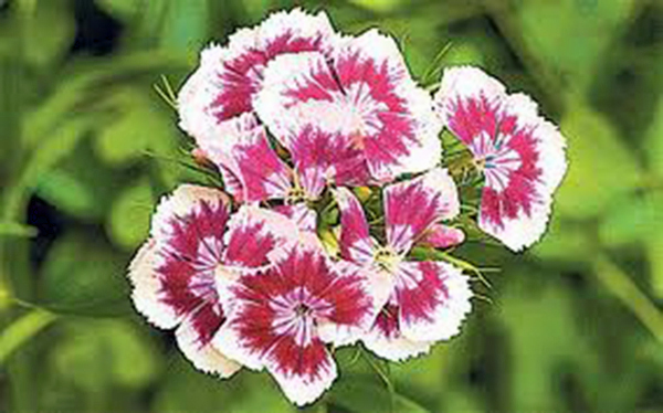 SWEET WILLIAM 100+ SEEDS BEAUTIFUL CLUSTERS OF FLOWERS