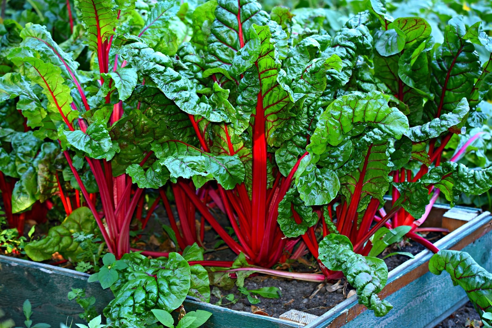 5 seeds)Swiss Chard Seeds Fordhook Giant Heirloom Non-GMO, Fast Growing
