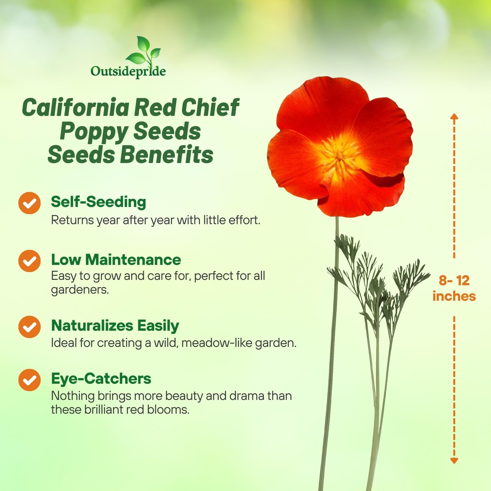 California Poppy Seeds 5000 Pcs Annual Wildflower, DroughtTolerant, Easy Grow