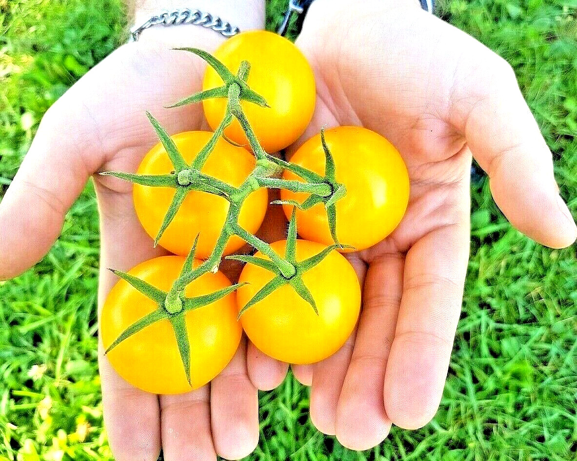 TOMATO YELLOW PEAR CHERRY RARE HEIRLOOM VEGETABLE GARDEN NON-GMO 30+ SEEDS USA