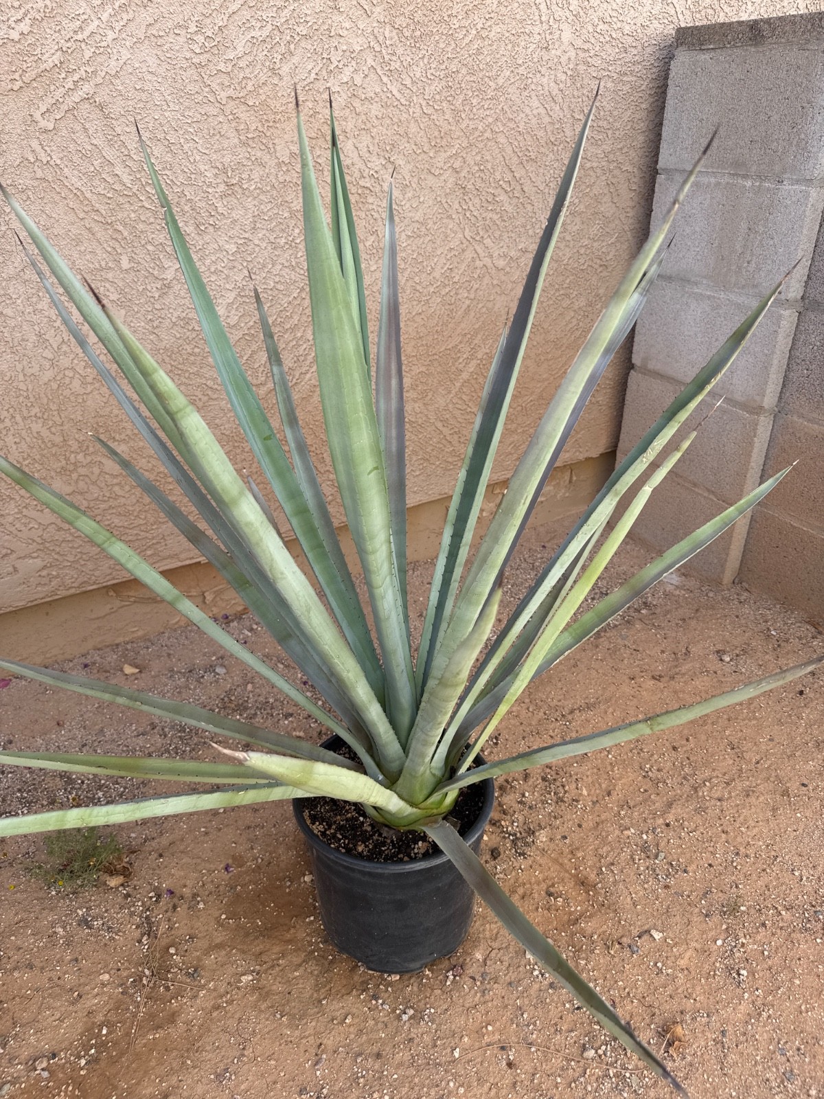 4 – Tequila BLUE AGAVE PLANTS – 5 gal, 3’x3′, 3 yrs old – $95ea. – $390 total