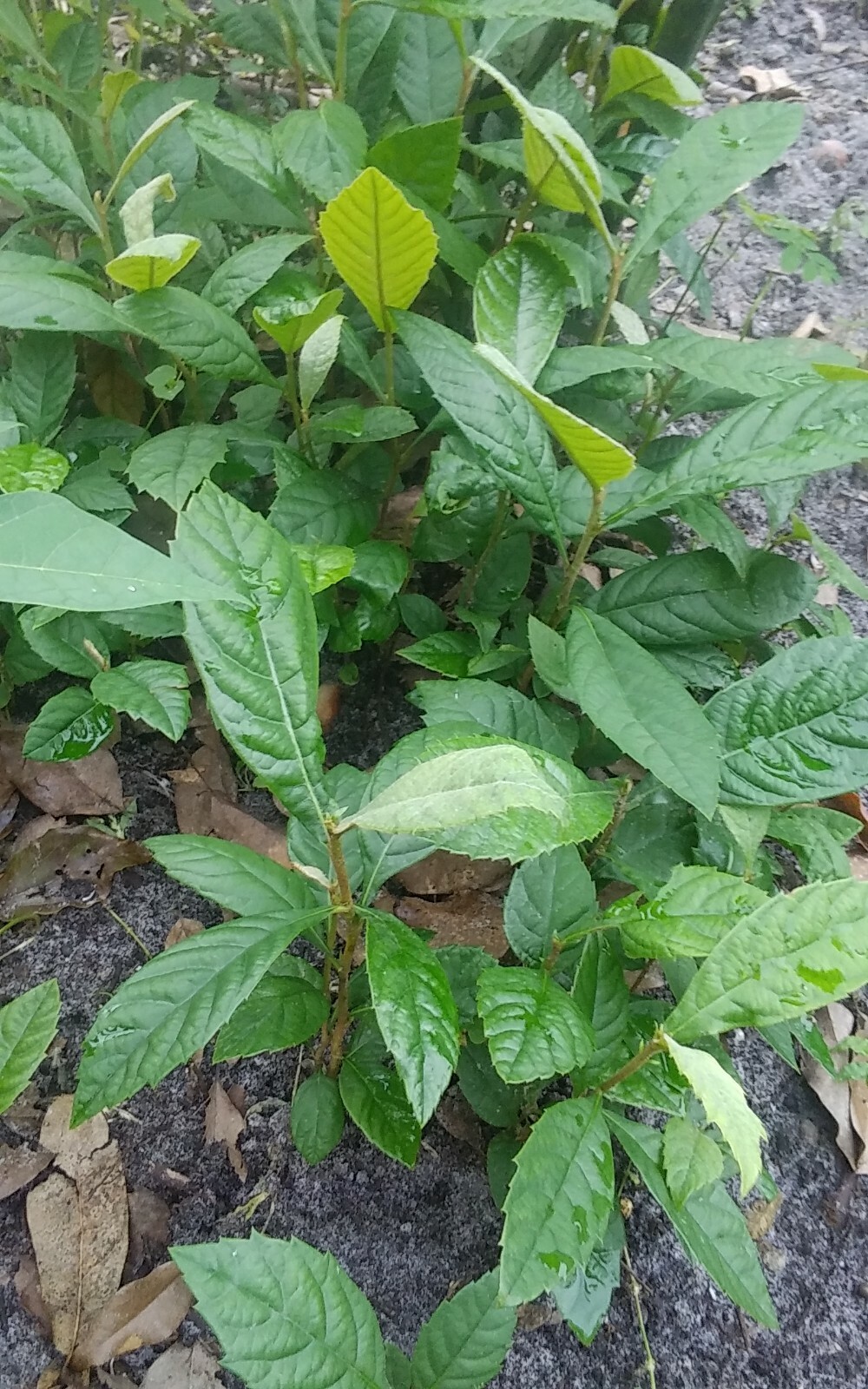 1 Golden Loquat Tree 12-16″ 2 year Rooted Plants Edible Evergreen Japanese Plum