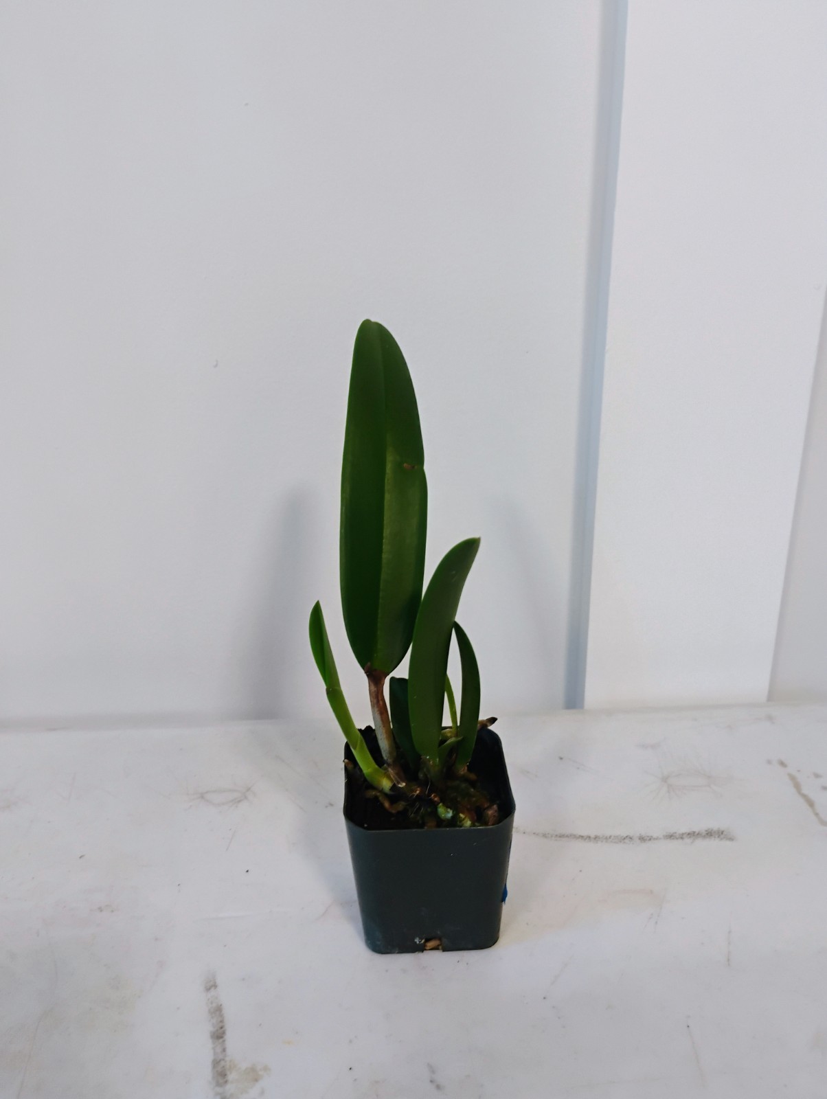 Cattleya Orchid – Bc. Keowee ‘Mendenhall’