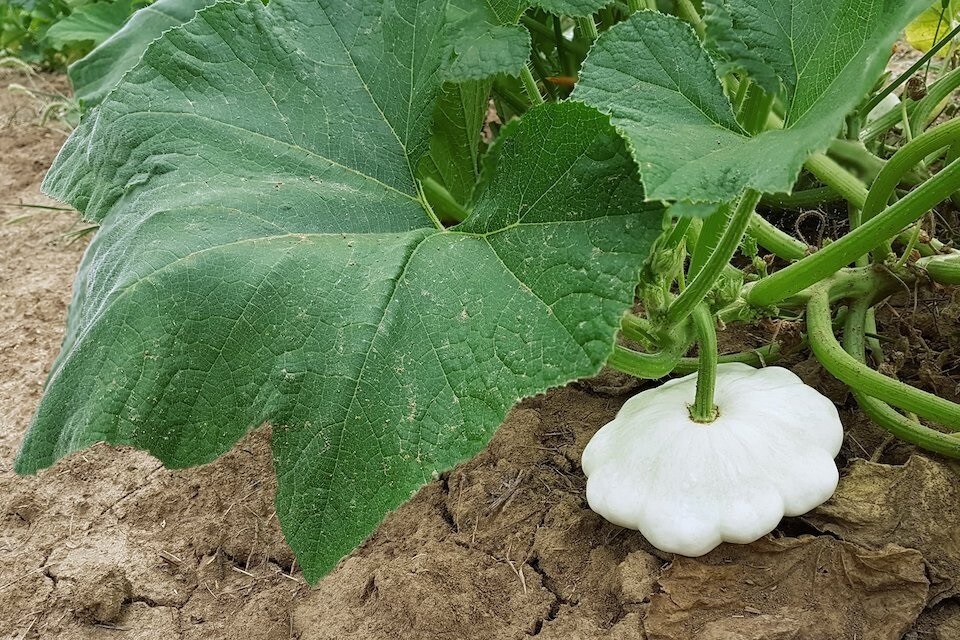 Early Scallop White Bush 20 Seeds Patty Pan Summer Squash Heirloom Free Shipping