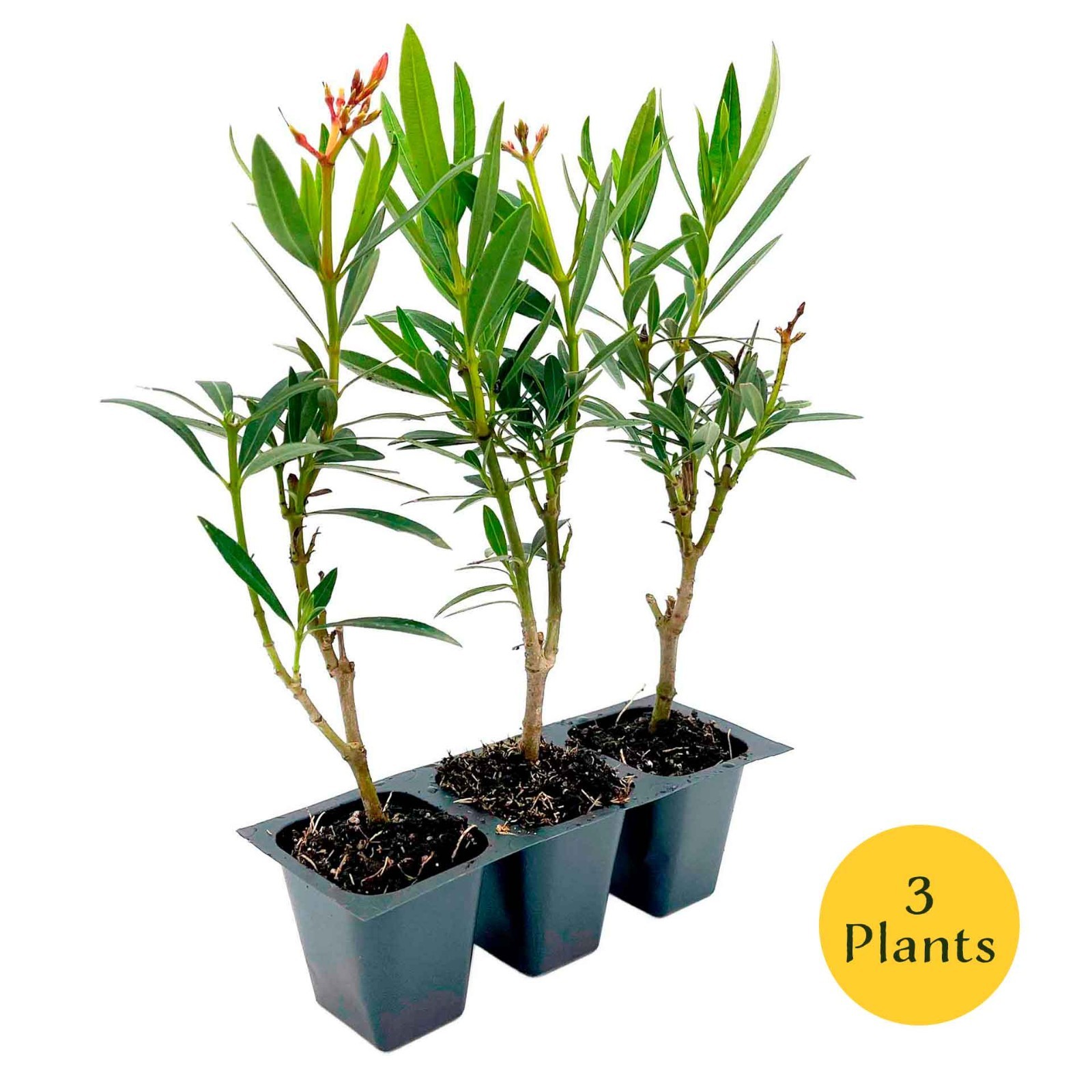 Petite Salmon Oleander (Nerium oleander ‘Petite Salmon’) in 2.5” Nursery Cubes