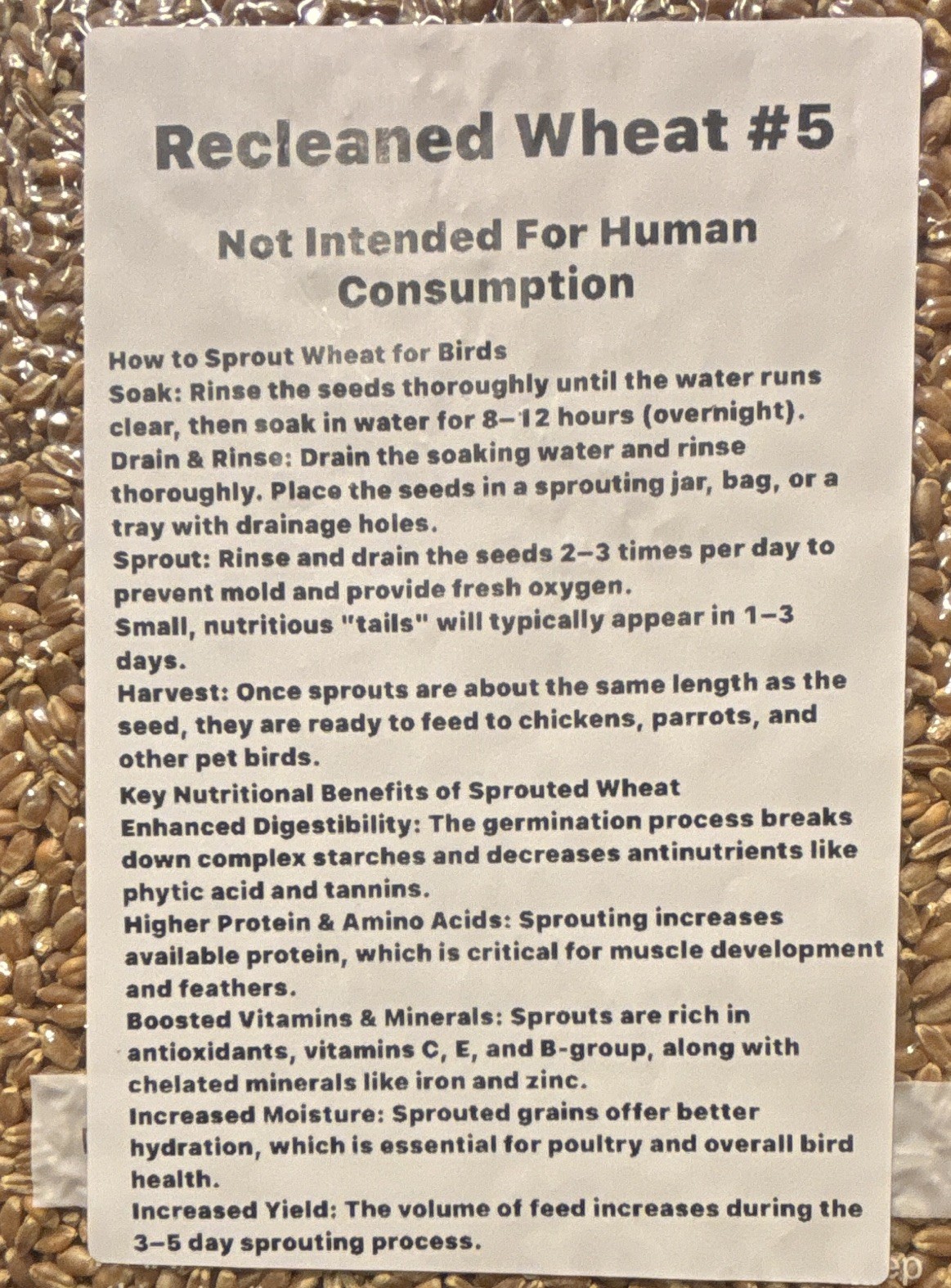 Recleaned Wheat Seeds 10LB For Sprouting & Bird Feed Great For Chicken