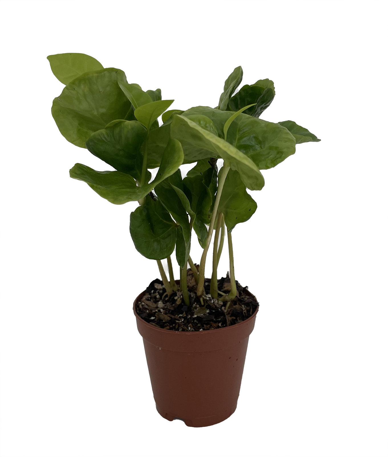 Hirt’s Arabica Coffee Bean Plant – 2″ Pot – Grow & Brew Your Own Coffee Beans